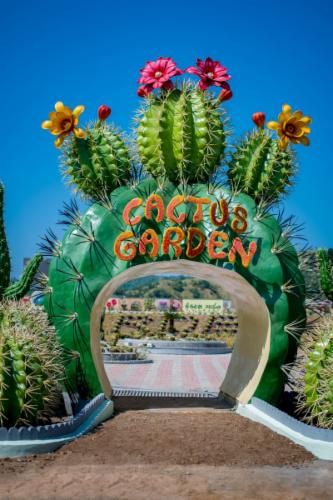 Cactus Garden