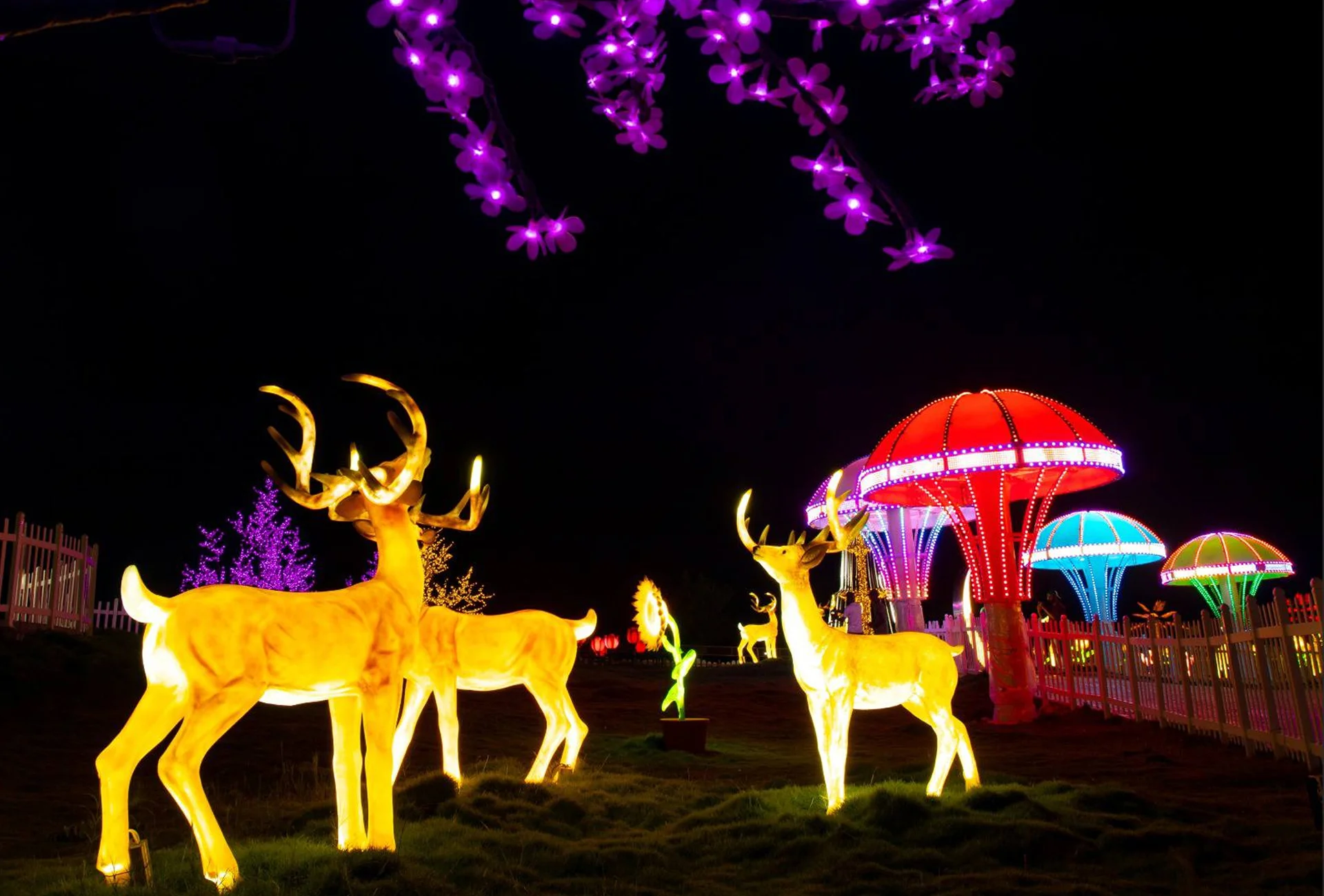 Glow Garden Gallery 2