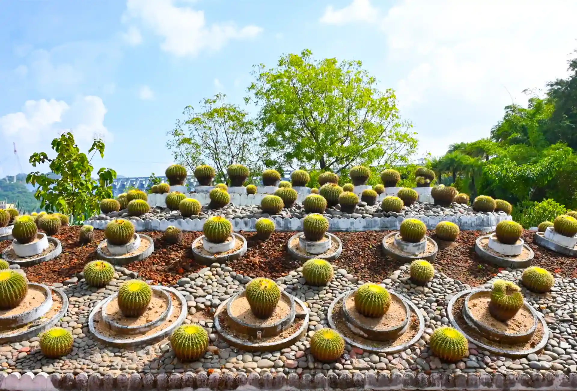 Cactus Garden Gallery 3