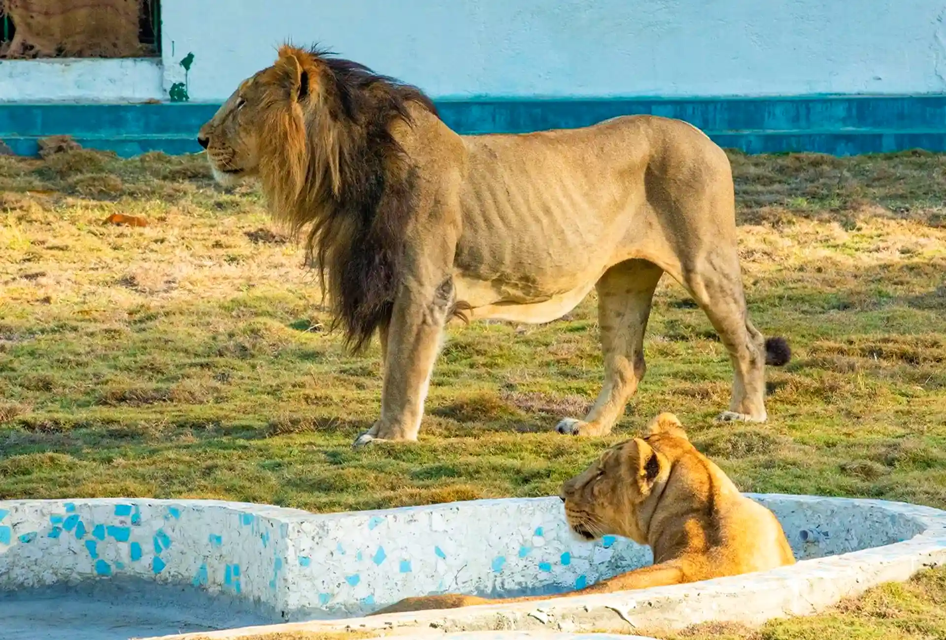 Jungle Safari Gallery 3