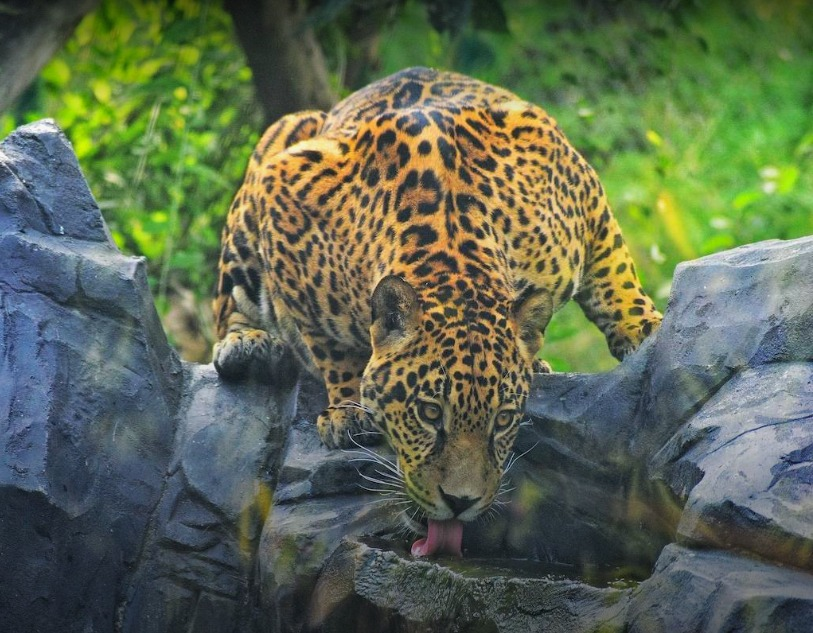 Jungle Safari 1